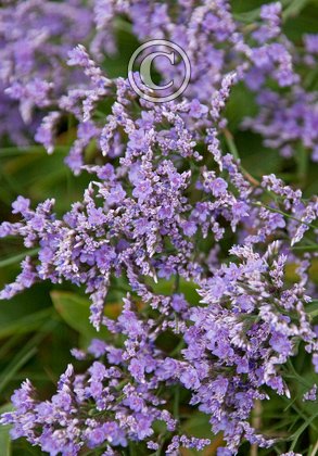 Sea Lavender DM0334